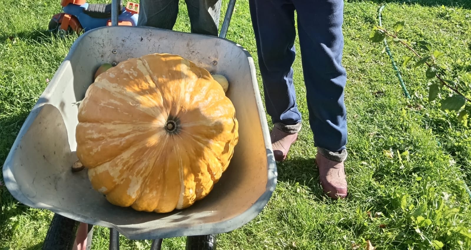 Жители поселка в Карели вырастили неподъемную тыкву
