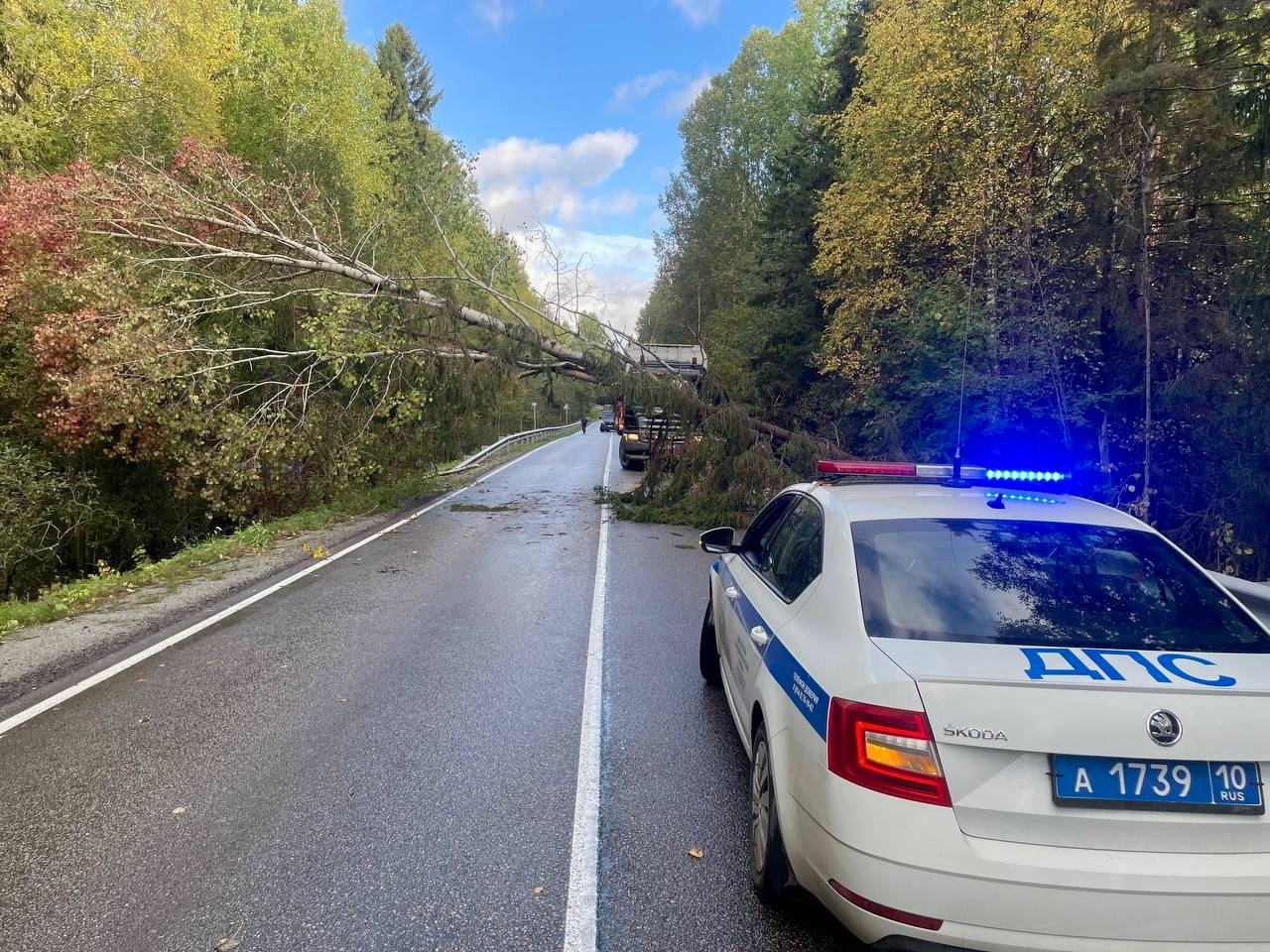 Упавшее дерево преградило путь автомобилистам в одном из районов Карелии