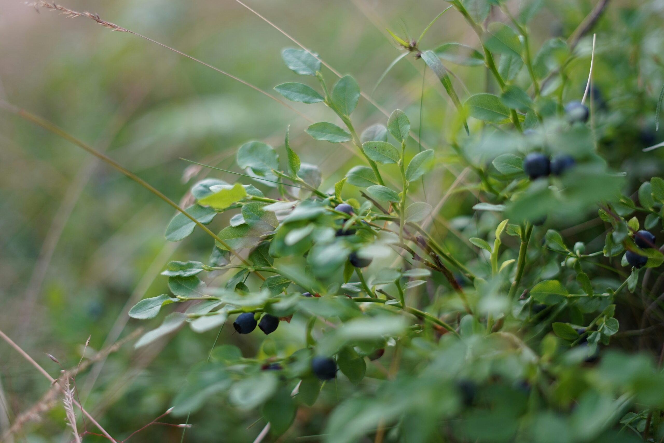 В Карелии объявили конкурс на создание устройства для сбора ягод с призовым фондом 3 млн рублей