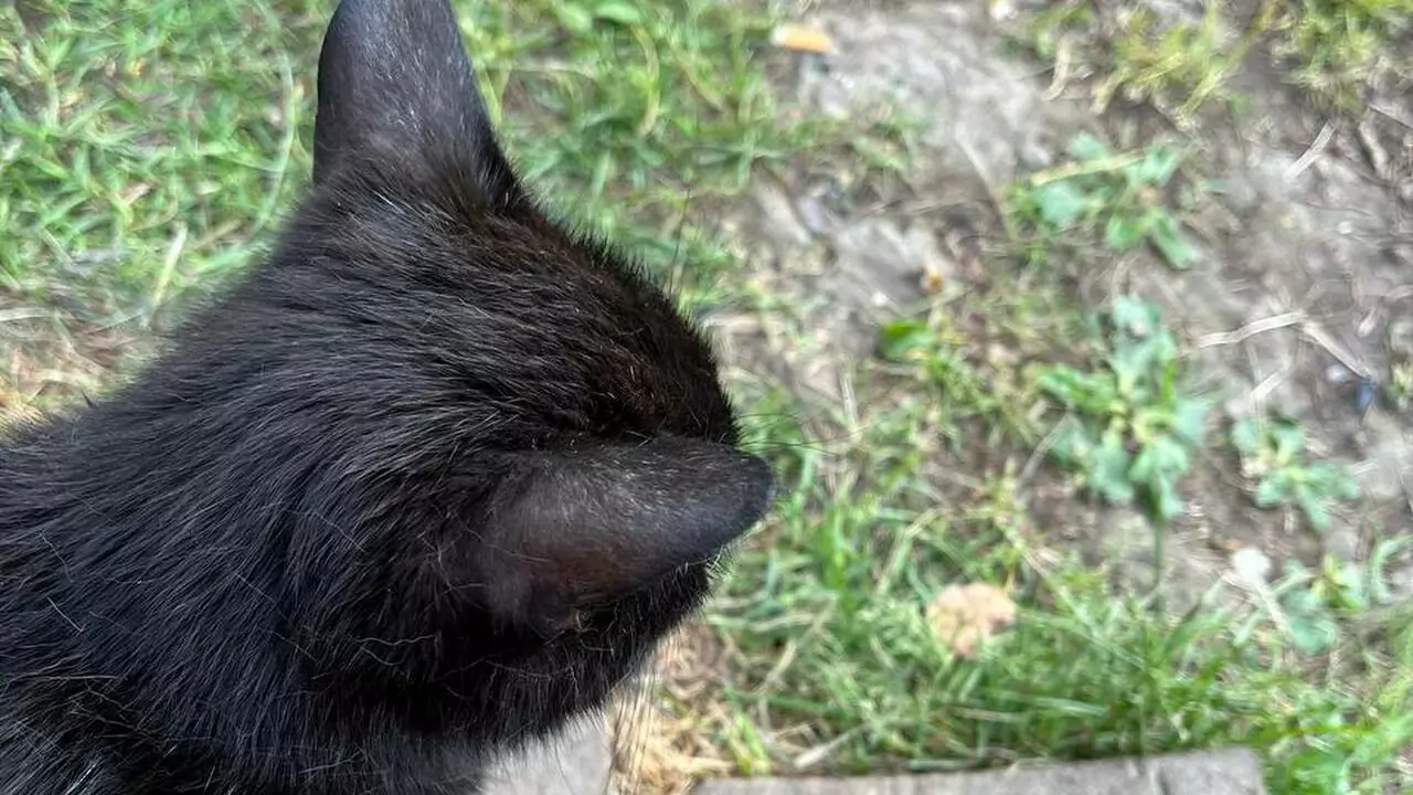 Петрозаводские школьники вернули хозяину потерявшегося кота