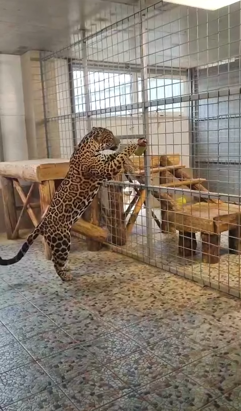 Узнали, как хищники Карельского зоопарка развивают природные таланты