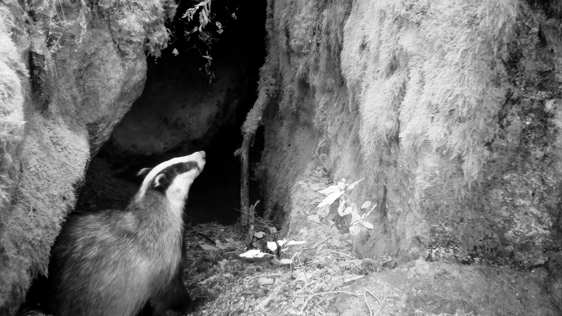 Биолог показал утреннюю рутину барсука