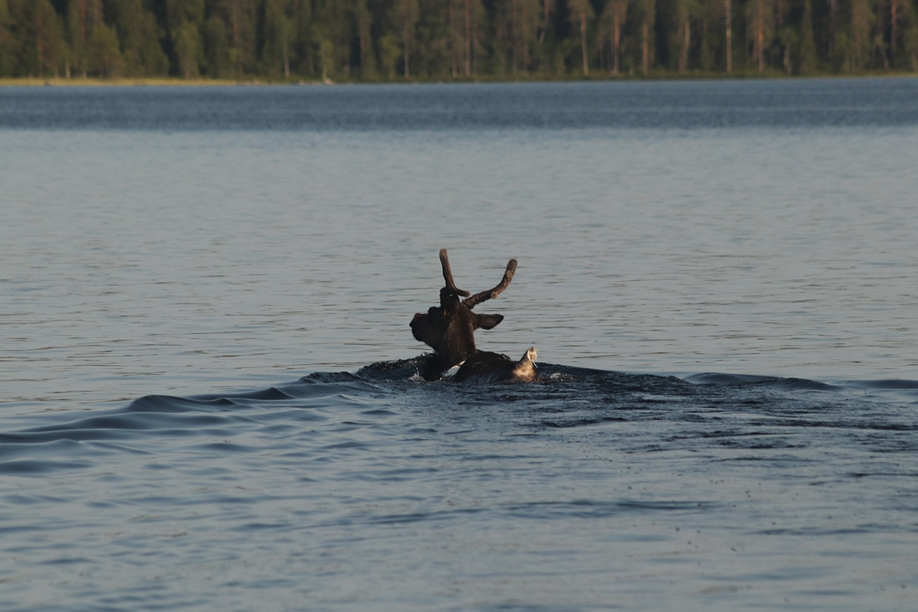 Экспедиции, студенческие практики и семинары: как прошло лето в Костомукшском заповеднике
