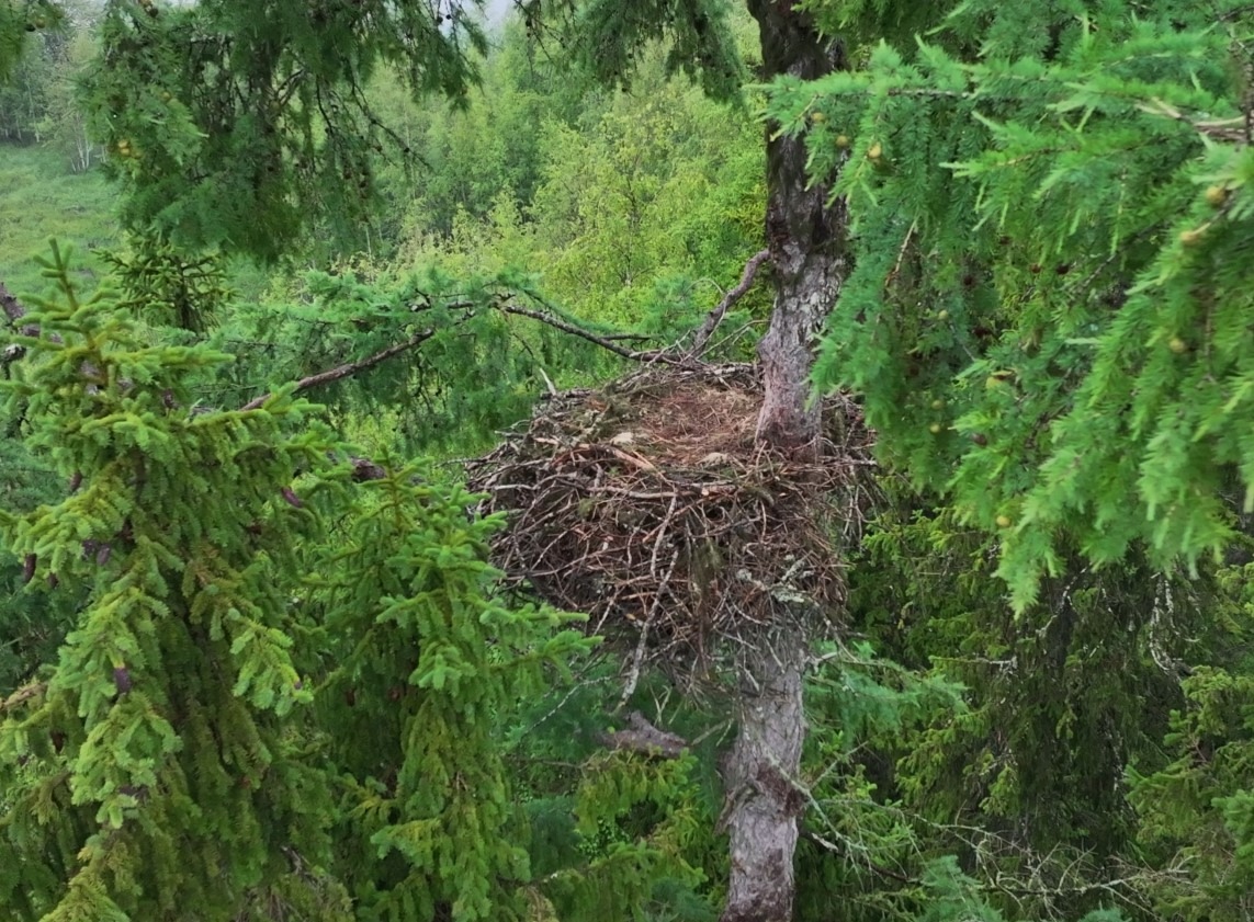 В Карелии нашли новые гнезда редких птиц