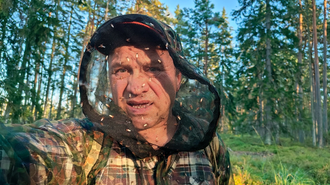 Эксперт рассказал, как защититься от оленьих крососок в лесу