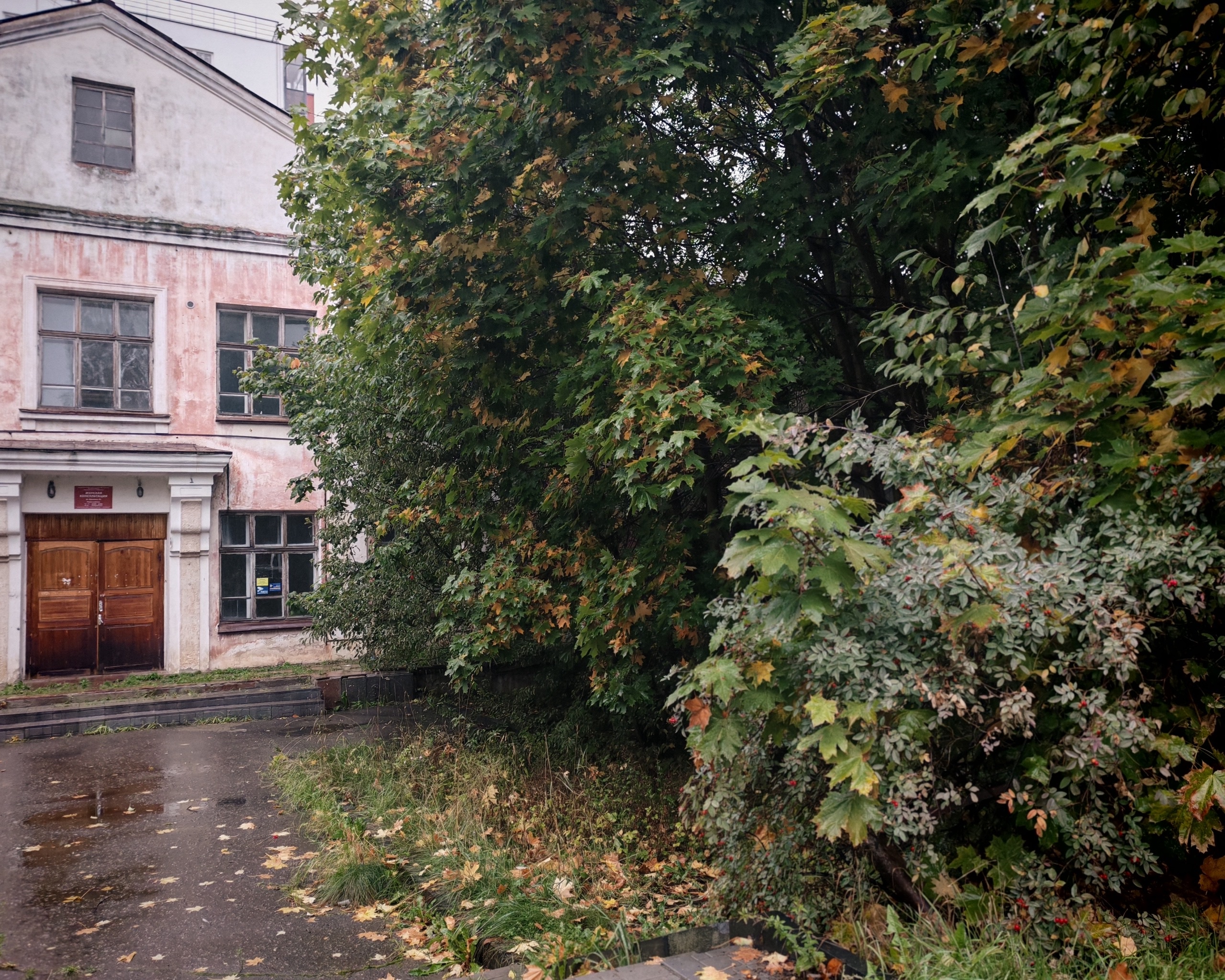 Аварийные деревья у бывшего роддома в Петрозаводске угрожают безопасности детей