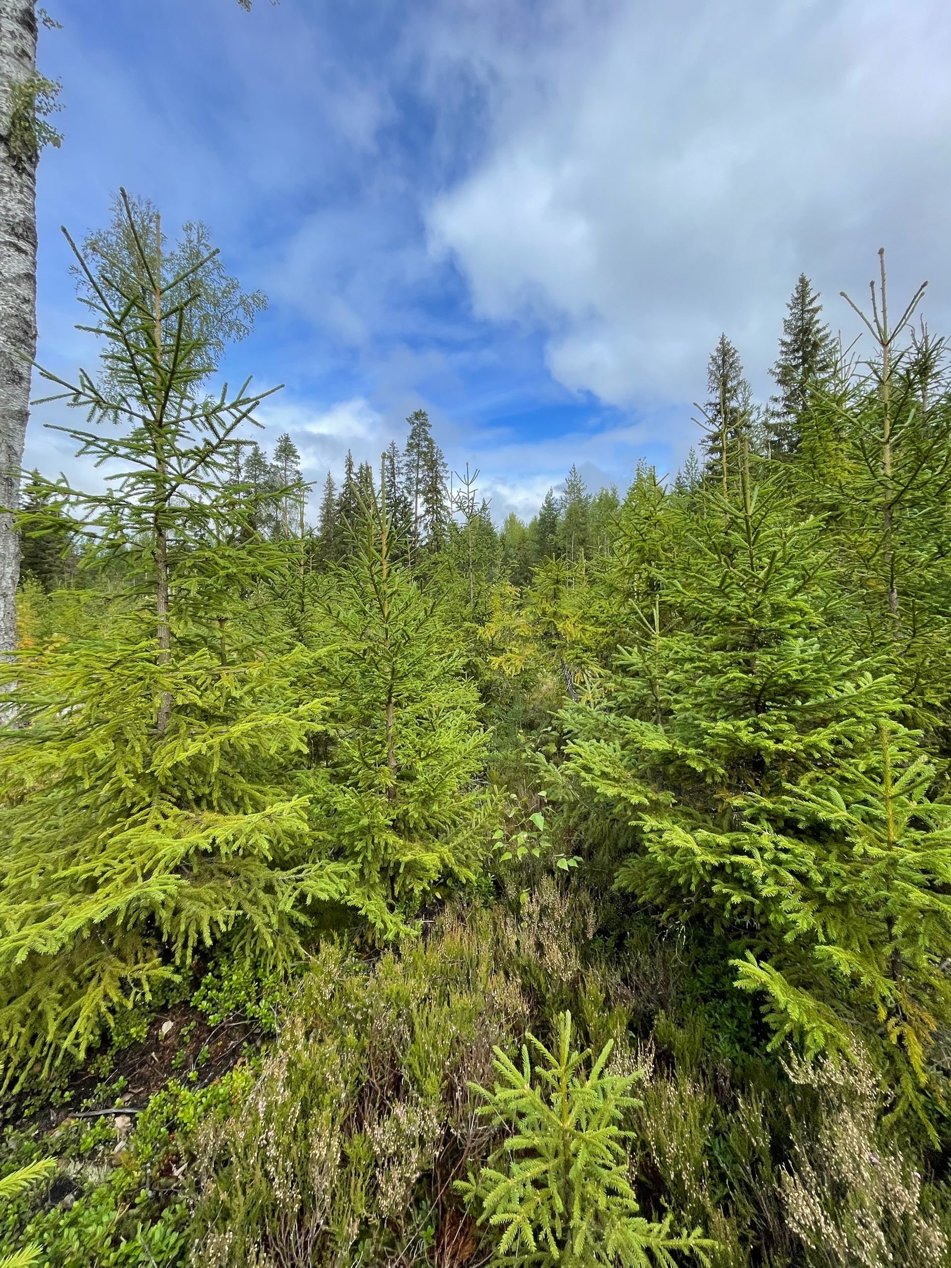 Лесничие Карелии проверяют приживаемость культур ели и сосны