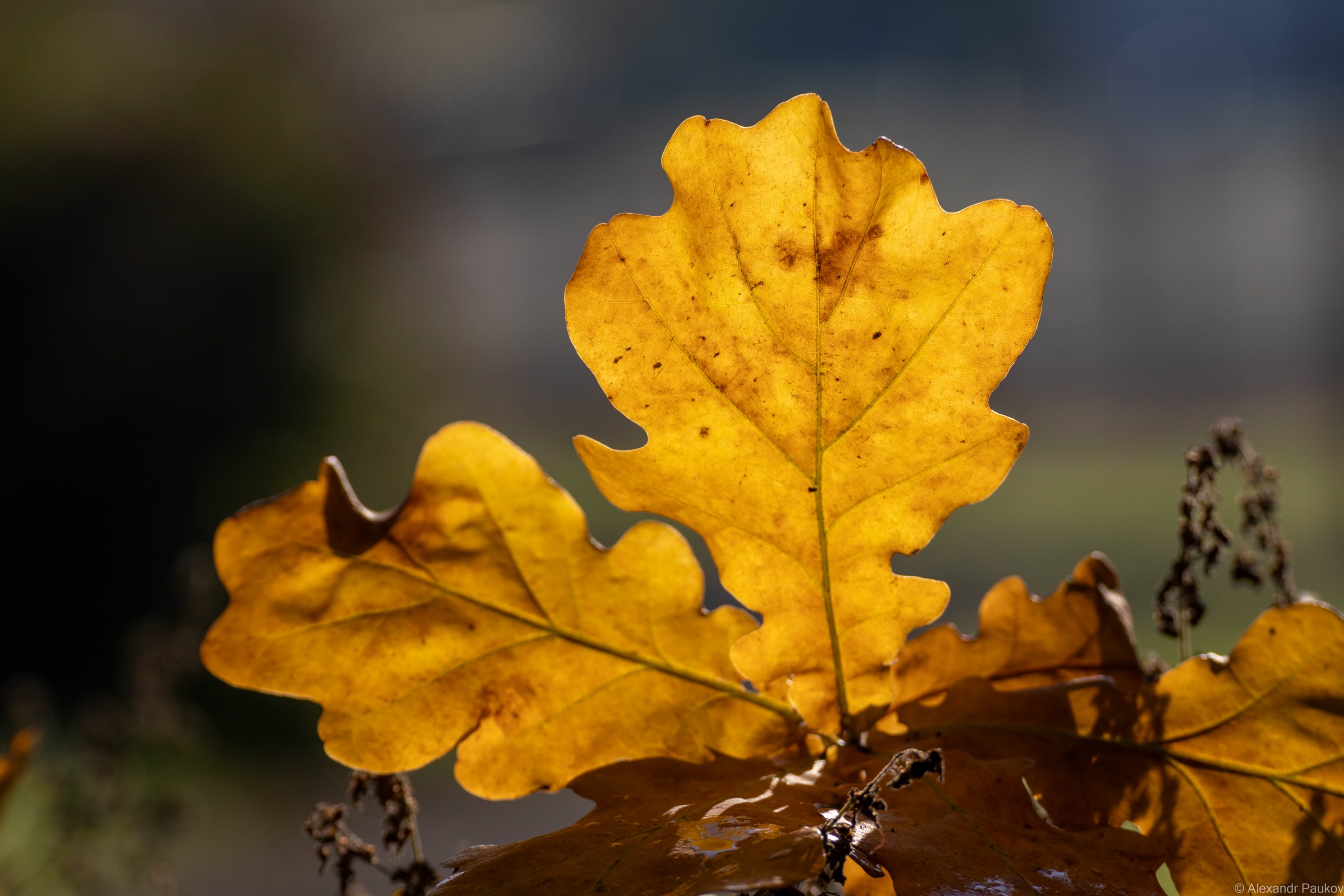 Бабье лето прогреет сентябрьский воздух в Карелии до +20 градусов