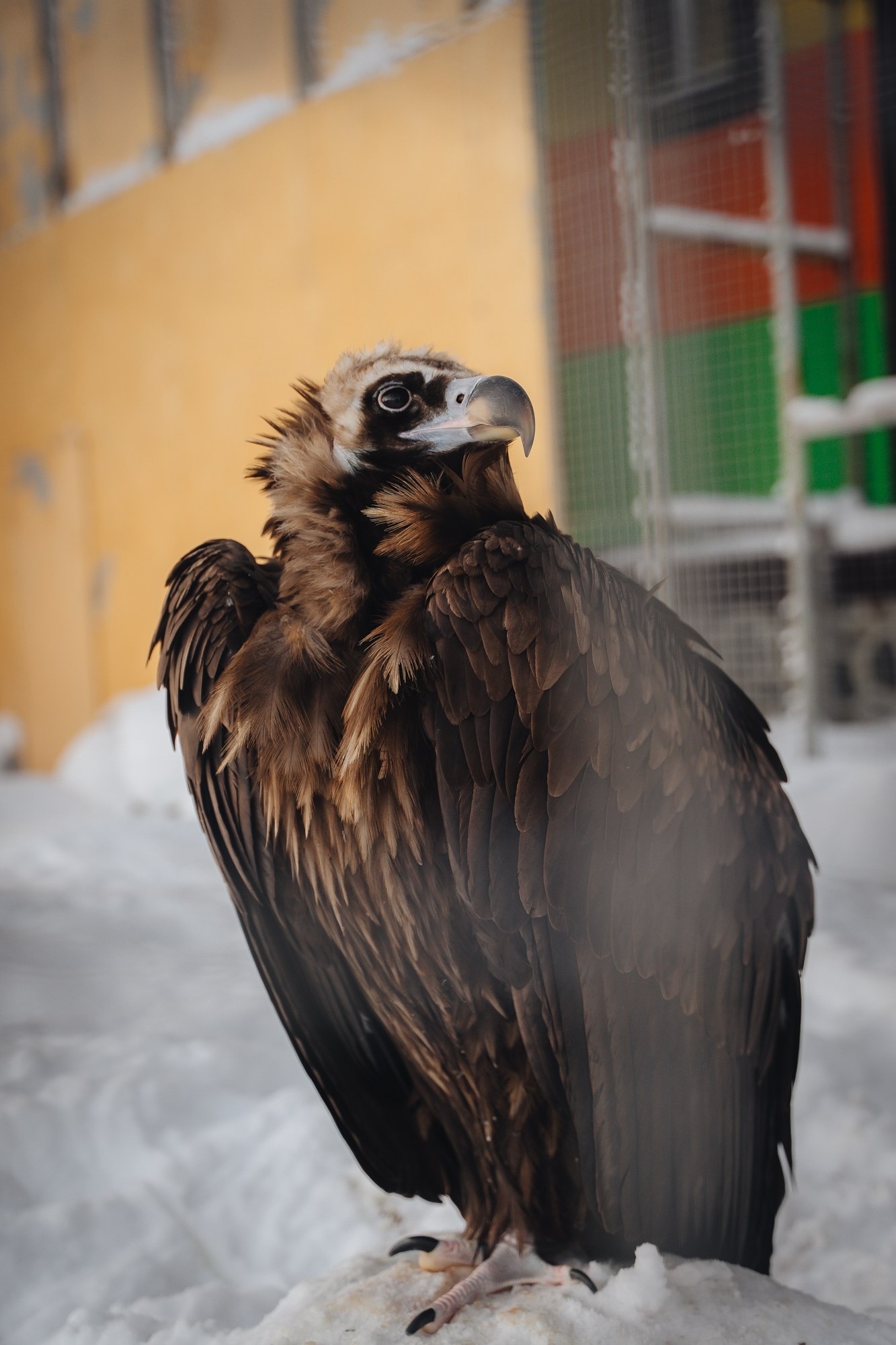 Черные грифы — «санитары природы»: в Карельском зоопарке рассказали о редких птицах