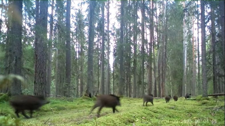 Стадо молодых кабанов устроило гонки в заповеднике Карелии