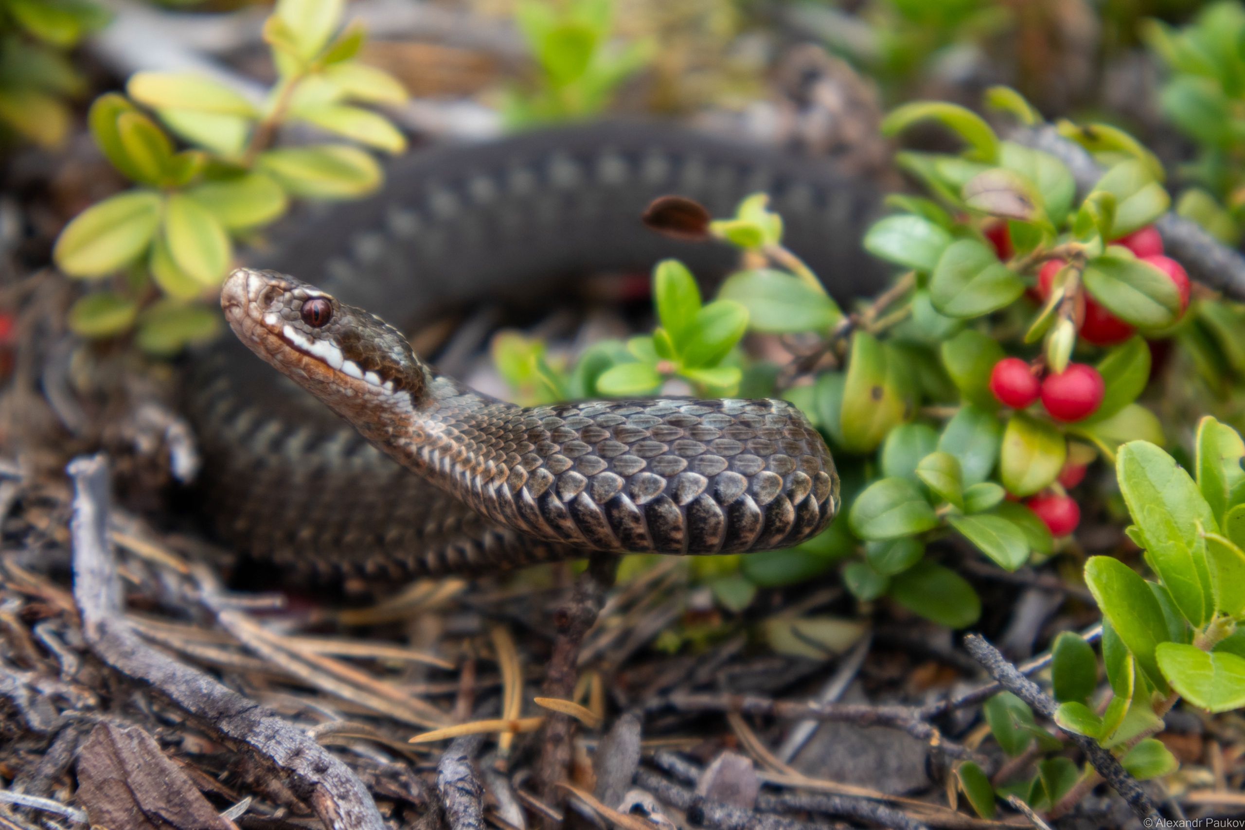 «Тянешь руку за ягодкой, а там охрана»: опасные встречи в лесу