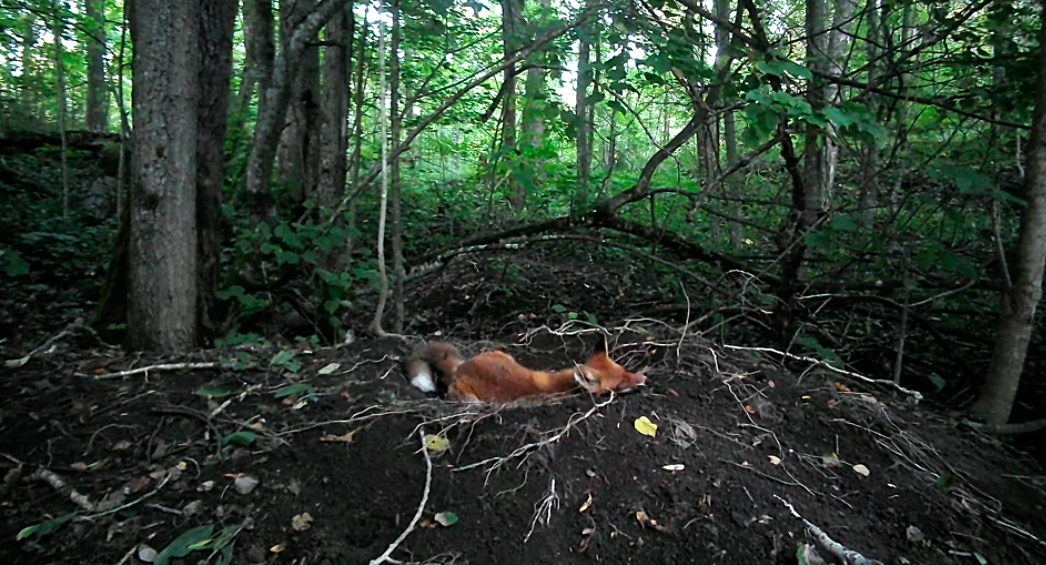 Лисенок занял лежанку уставшей мамы-кабанихи