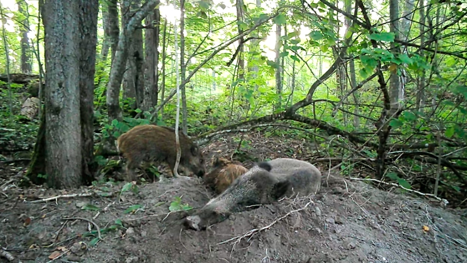 Мама-кабаниха в Ленобласти утомилась и устроила для себя постель