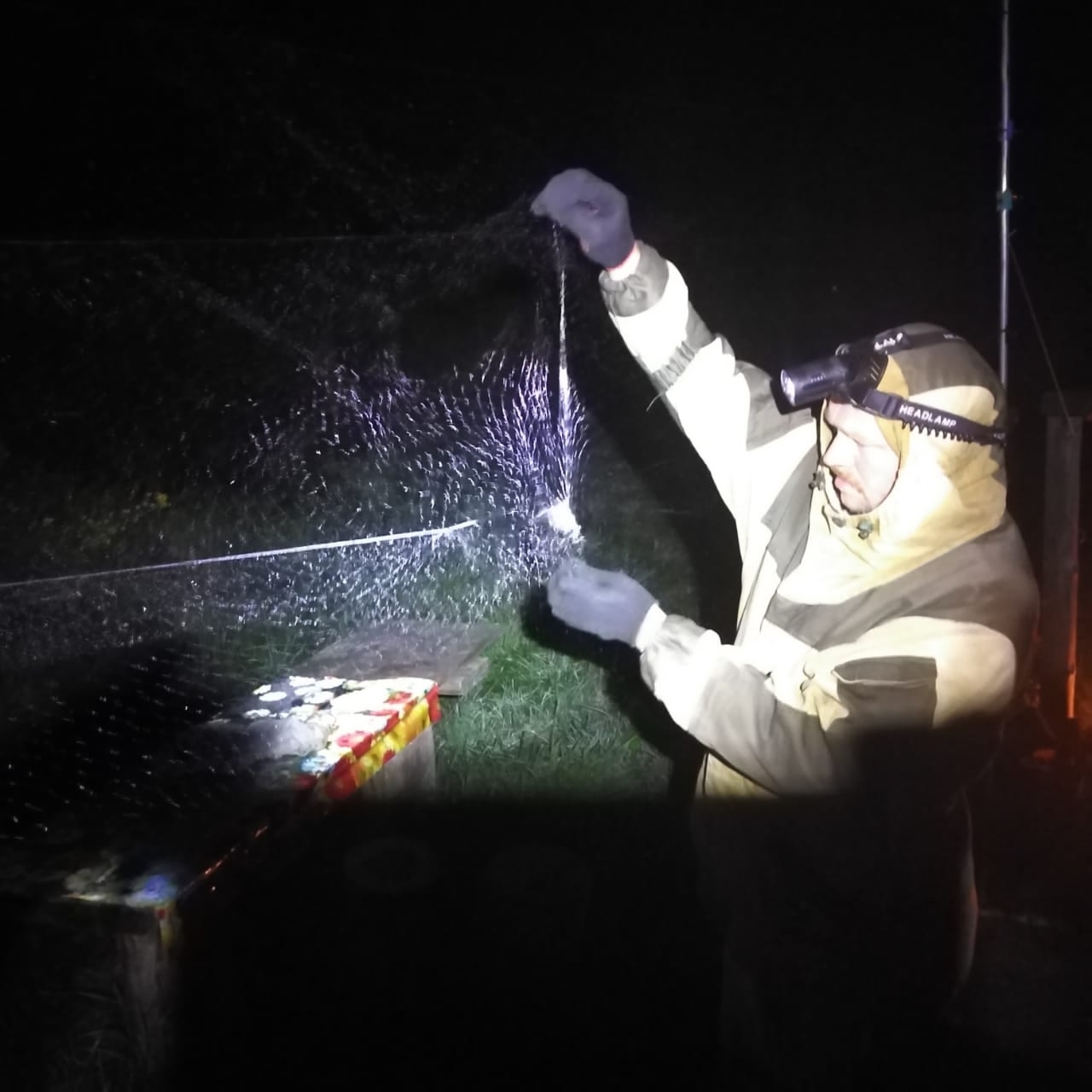 Ученые отловили и обследовали 14 летучих мышей в Карелии