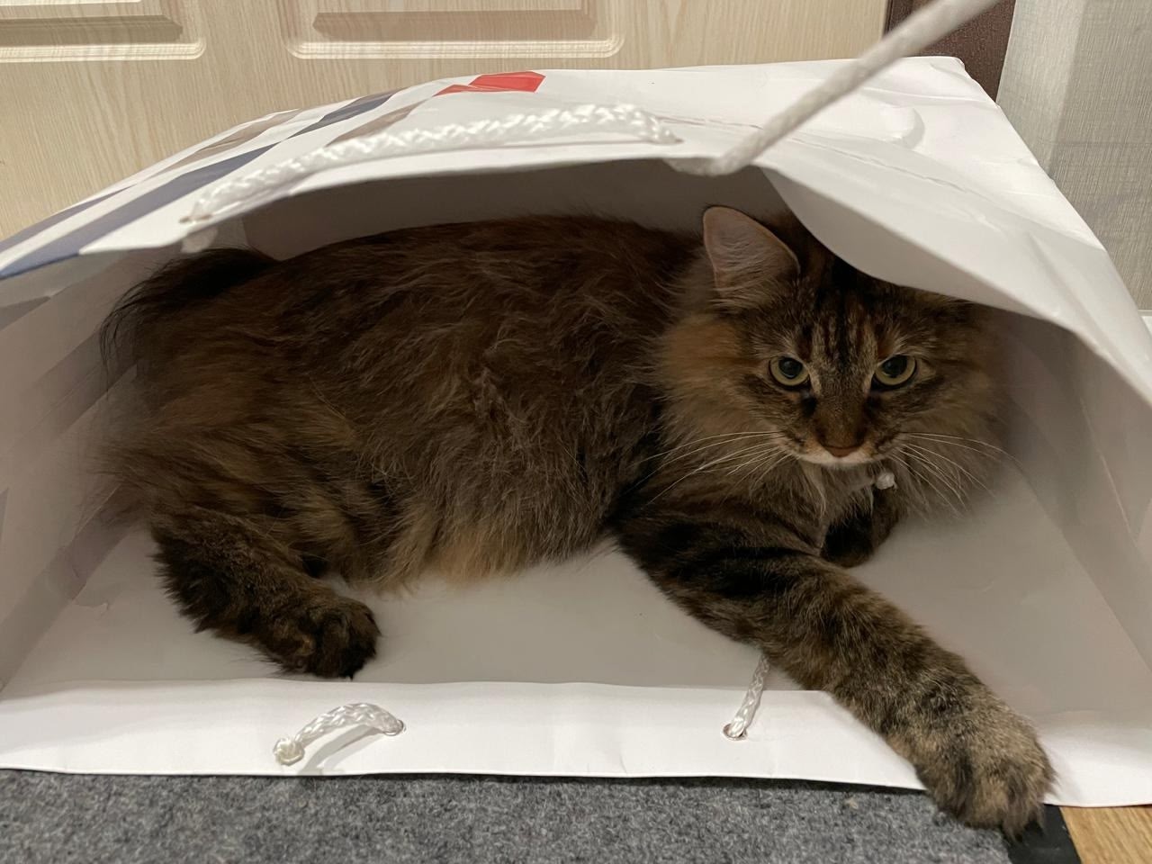 Артур Парфенчиков живо отреагировал на публикацию портала «Карелия.Ньюс» о редкой породе кошек