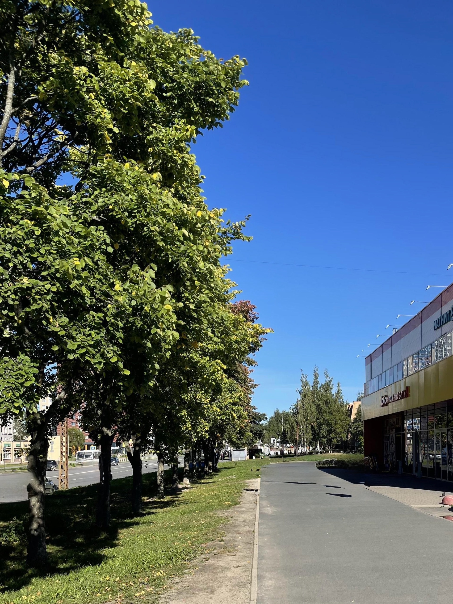 В Петрозаводске разыскивают самокатчика, который сбил подростка и скрылся с места происшествия