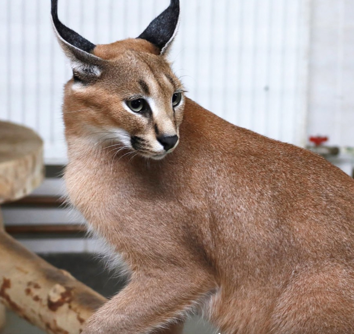 Пара каракалов готовится к пополнению в Карельском зоопарке