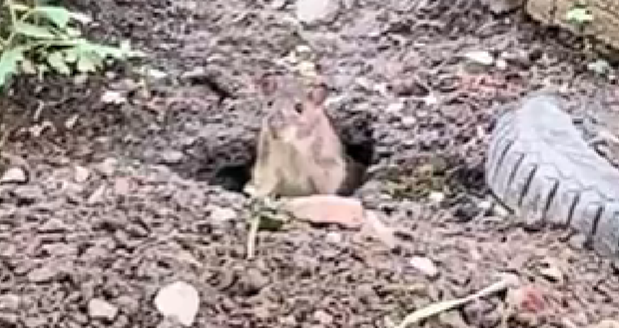 Крыса наблюдала из норы за прохожими в центре Петрозаводска