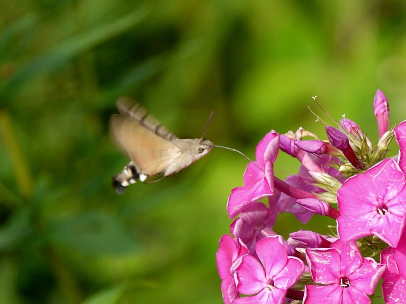 «Русская колибри» в Петербурге: редкую бабочку заметили во дворе