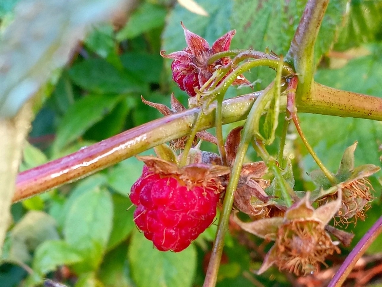 Теплый сентябрь порадовал жителей Карелии урожаем малины