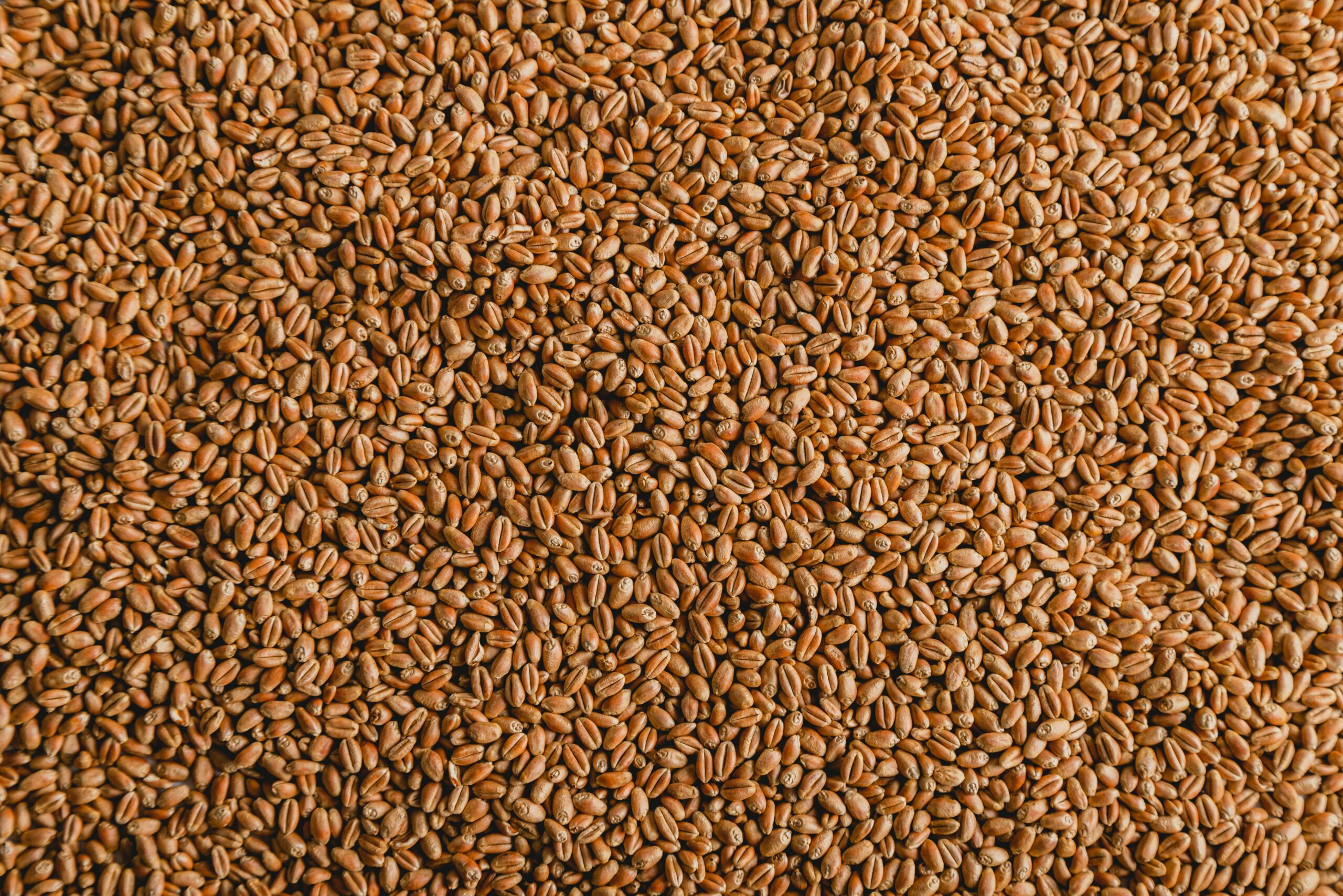 В Карелию поставляли пшеницу и семечки, испытания для которых проводились в «липовых» лабораториях