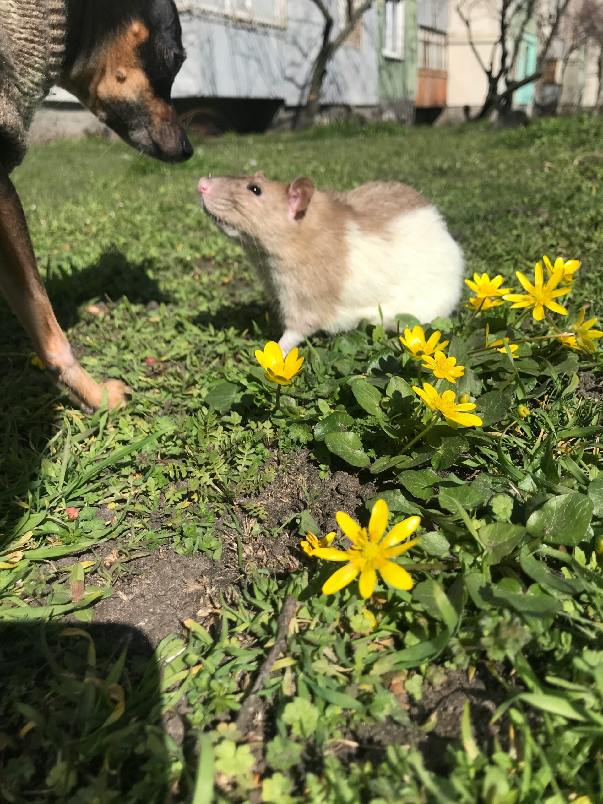 В Кондопоге травят грызунов: два сквера опасны для прогулок с животными