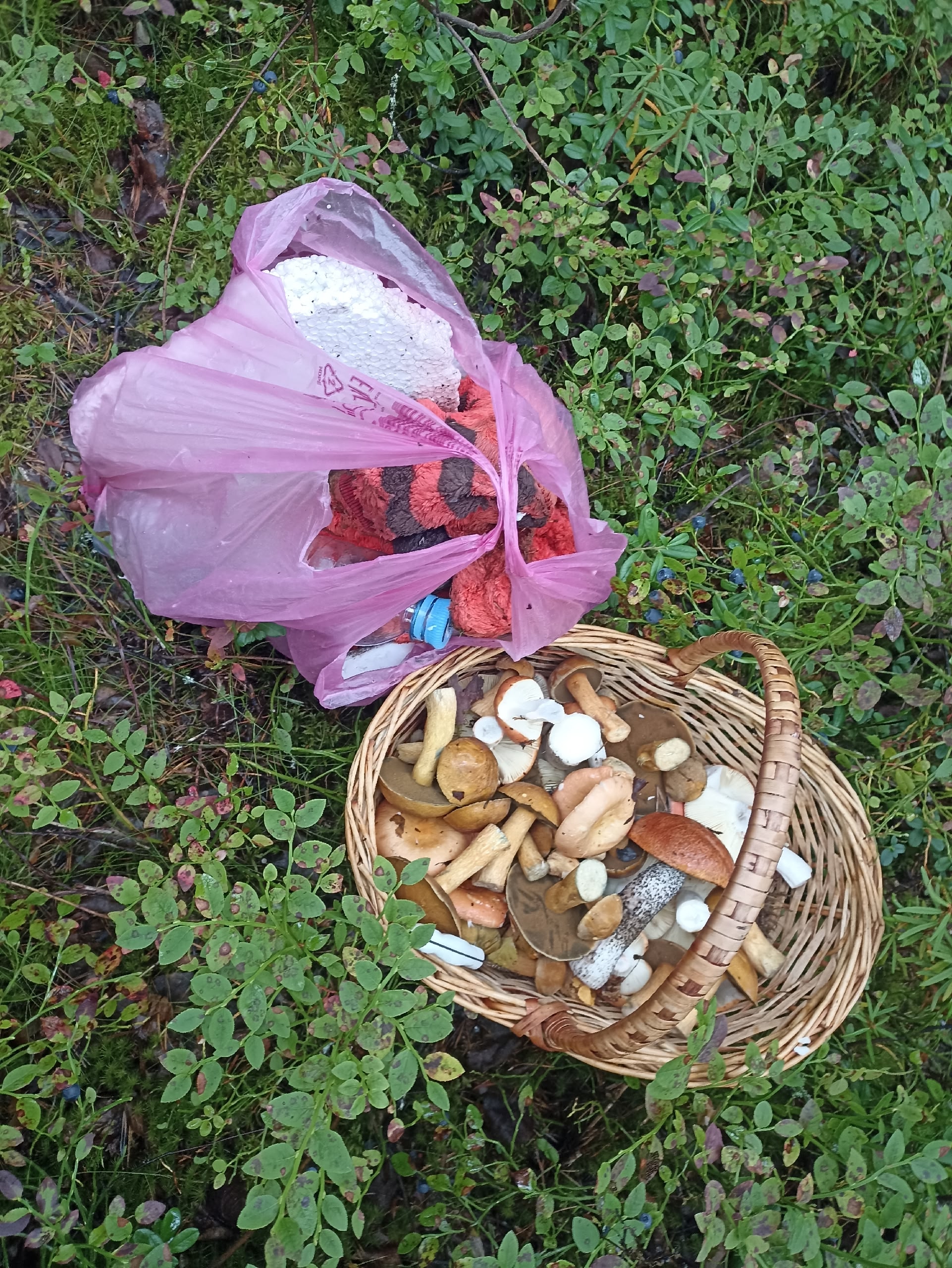 «Корзинка для грибов и пакет для мусора»: карельским грибникам предложили флешмоб