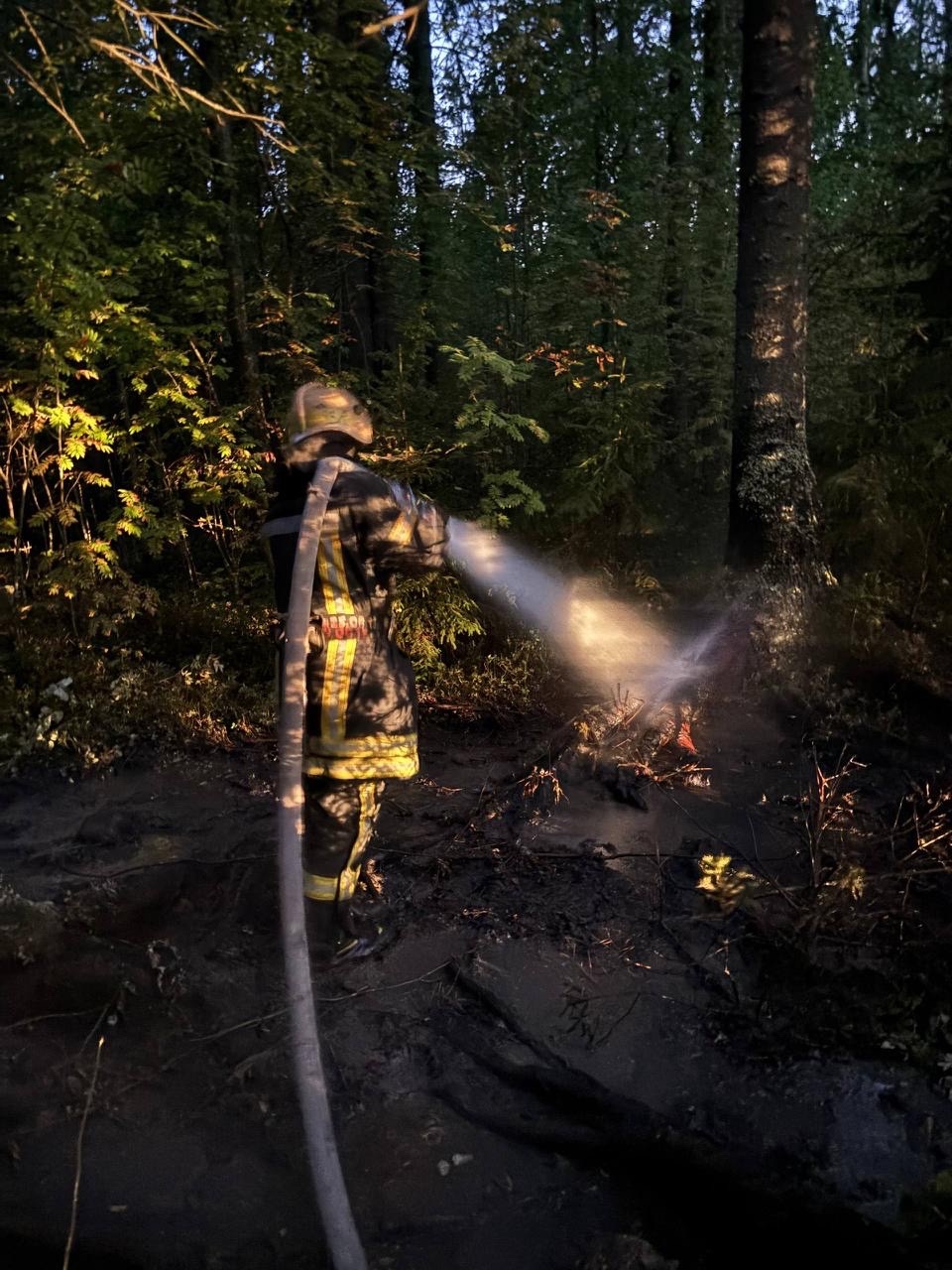 Лес горел у трассы «Кола» в Прионежье