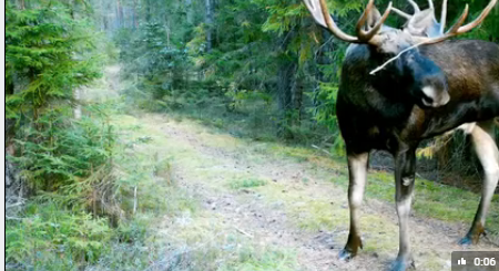 «Царь леса» прошелся перед лесной камерой заповедника рядом с Карелией
