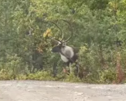 Северный олень вышел к туристам в лесном заповеднике
