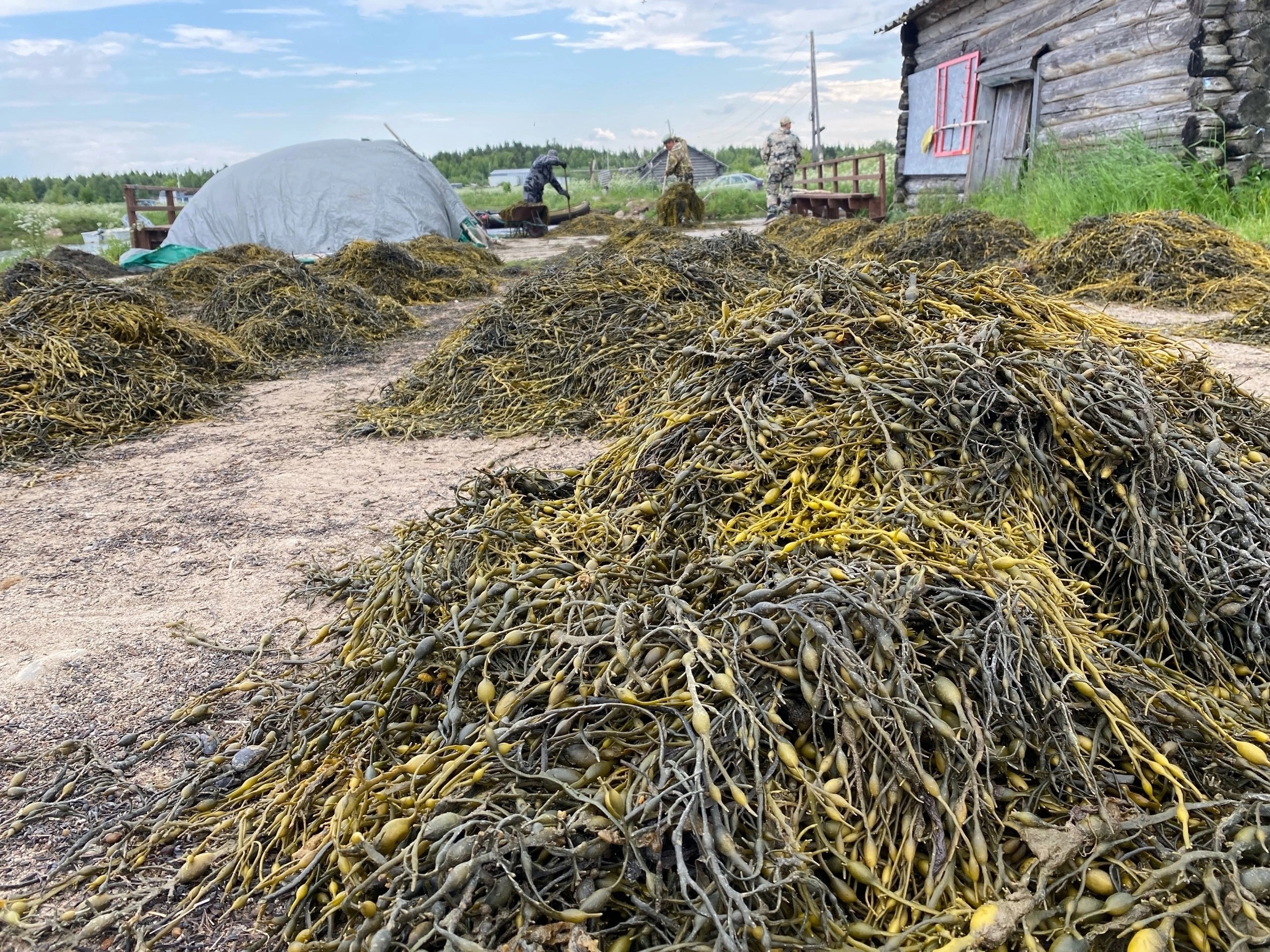 В Карелии завершили заготовку водорослей на Белом море
