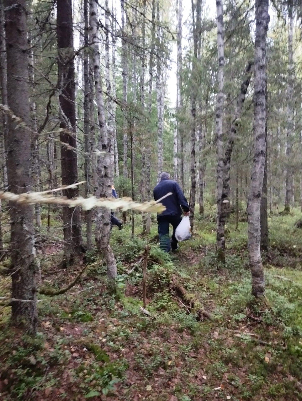 Грибник заблудился в местечке Лососинное под Петрозаводском
