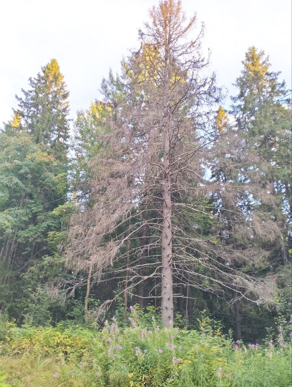 Жук-короед массово уничтожает вековые деревья в Петрозаводске
