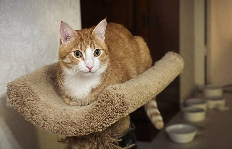 Кот уехал на крыше чужого авто в Костомукше