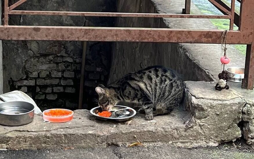Питерских котов накормили красной икрой