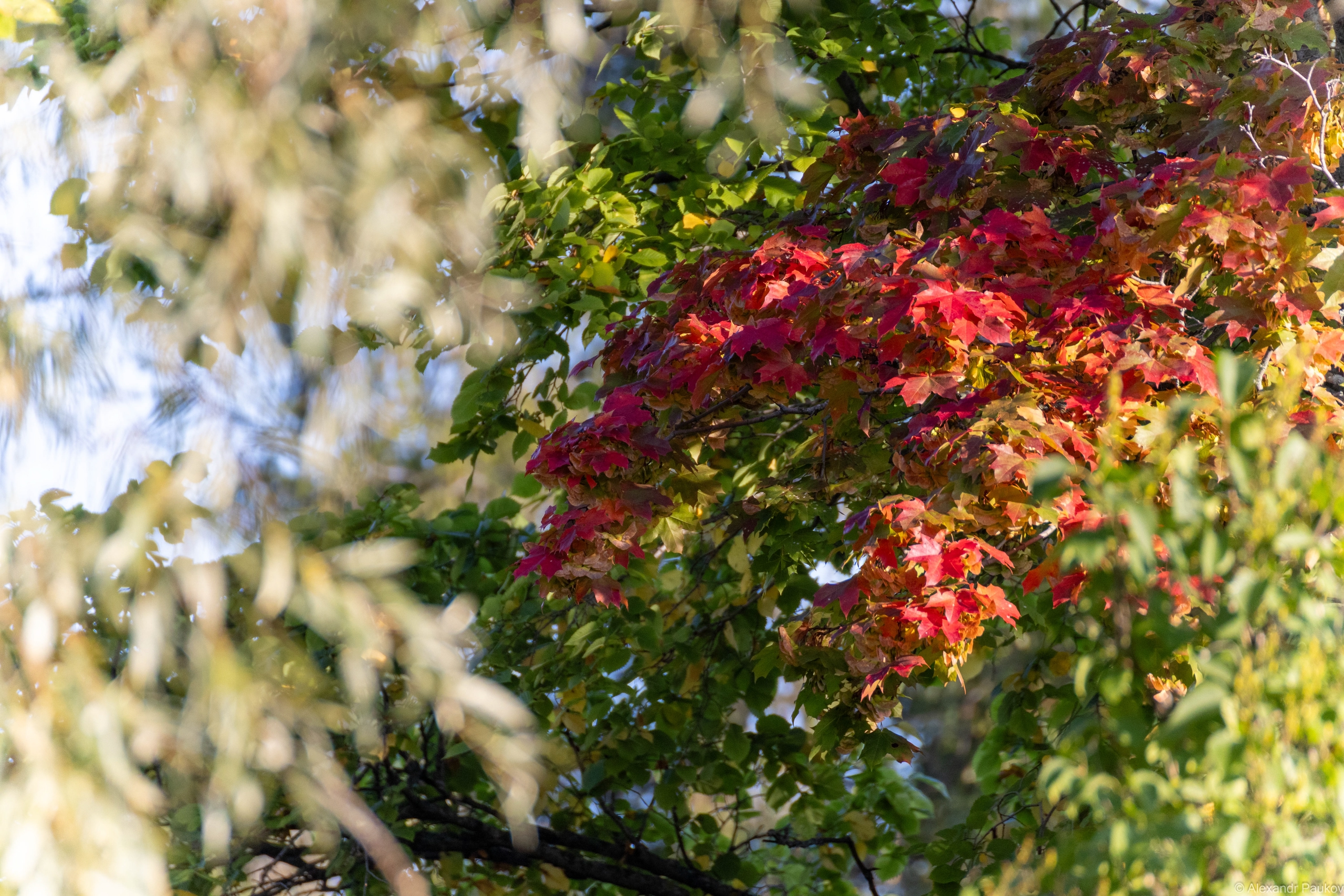 Бабье лето порадует жителей Карелии в субботу