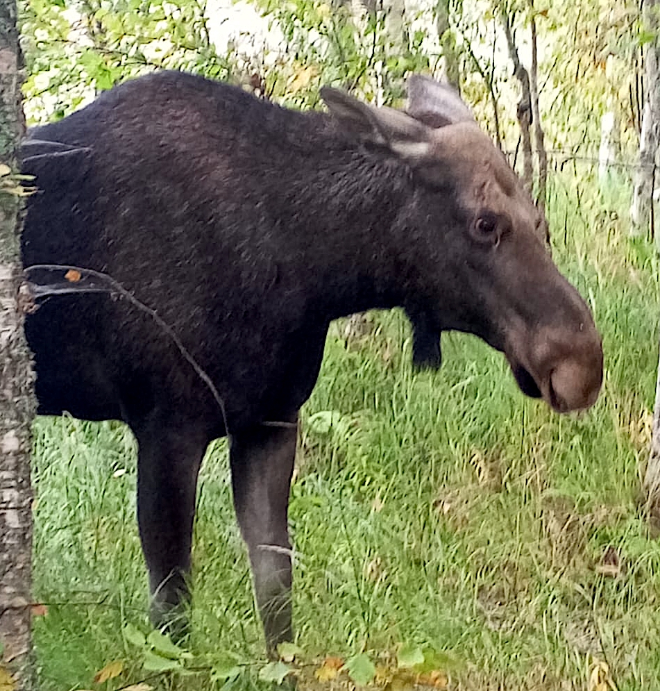 Неожиданная встреча с лосихой произошла у грибника в карельской деревне