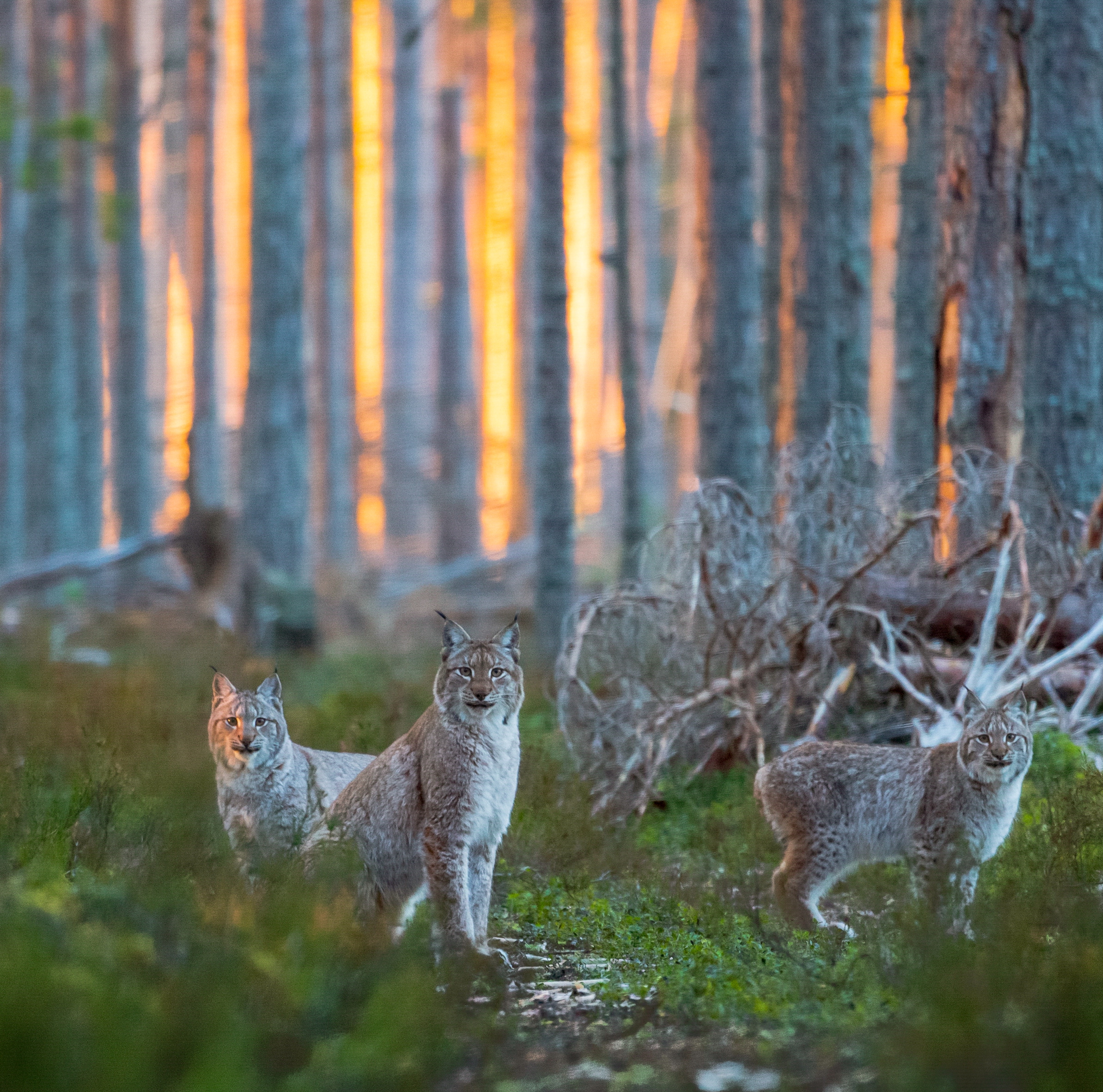 Звери тоже отметили 1 сентября в лесной школе