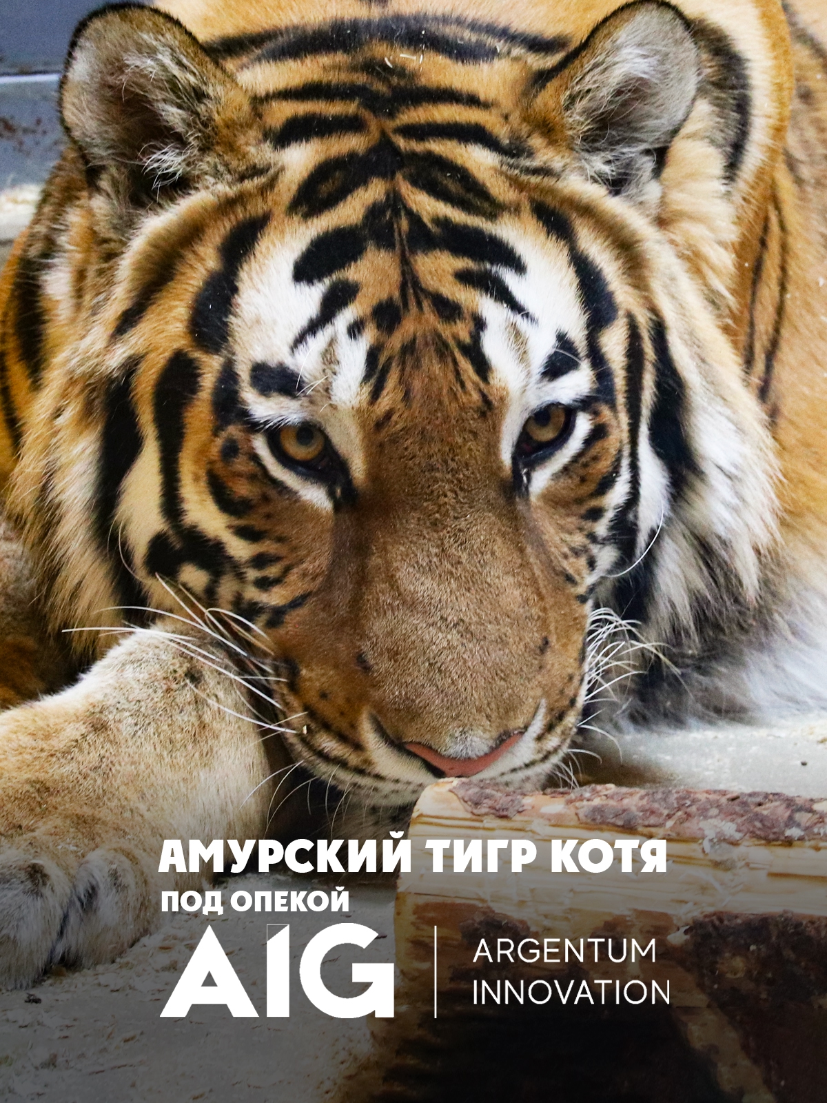 У тигра Коти из карельского зоопарка появился опекун