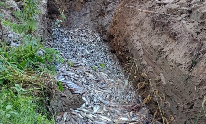 Форелеводческое хозяйство и фермера наказали за свалку тухлой рыбы
