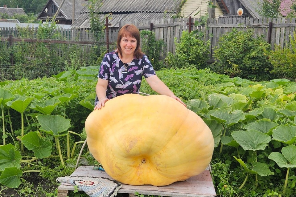 Гигантскую тыкву, морковь и арбуз вырастили рядом с Карелией Гигантскую тыкву, морковь и арбуз вырастили рядом с Карелией