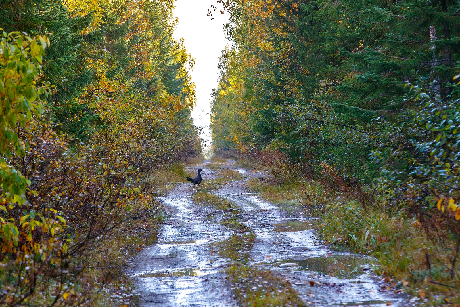 Глухари вышли на лесные дорожки запасаться галечником