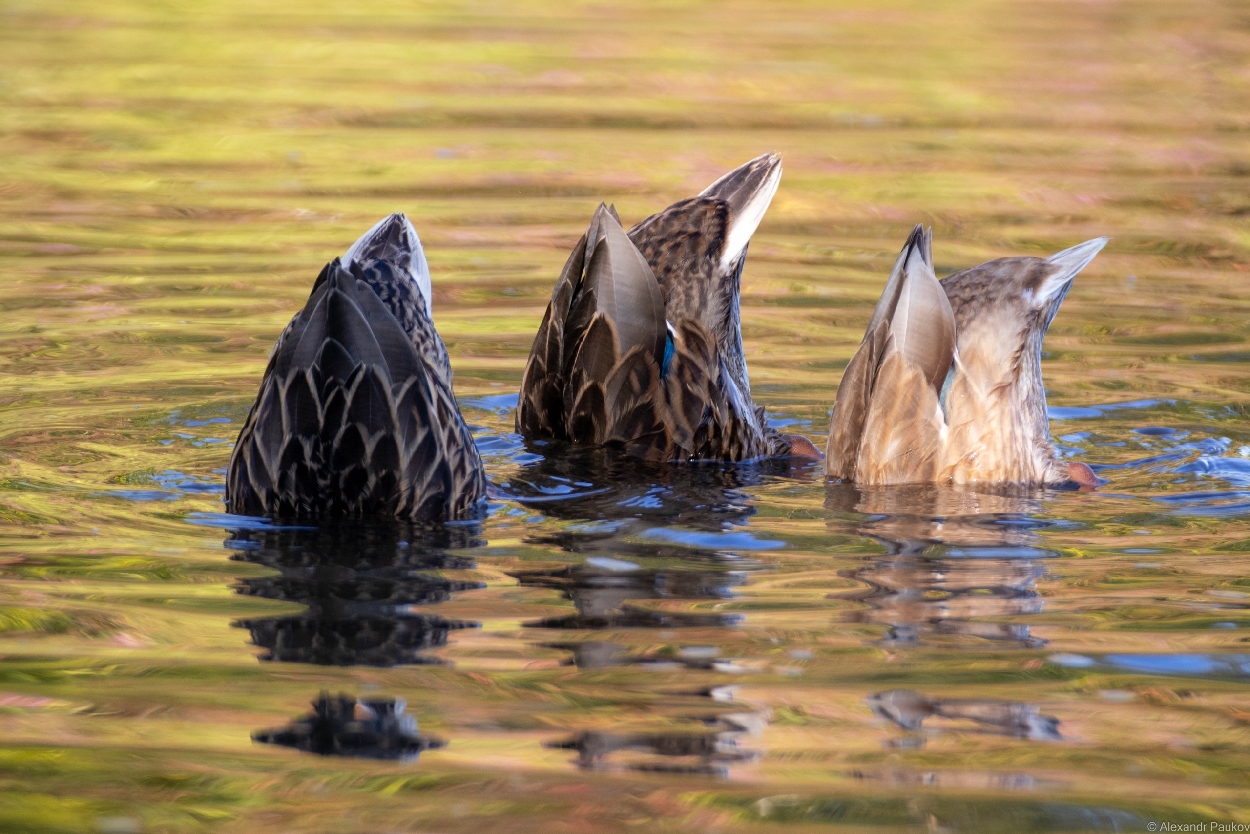 Синоптики рассказали о погоде в Карелии на среду