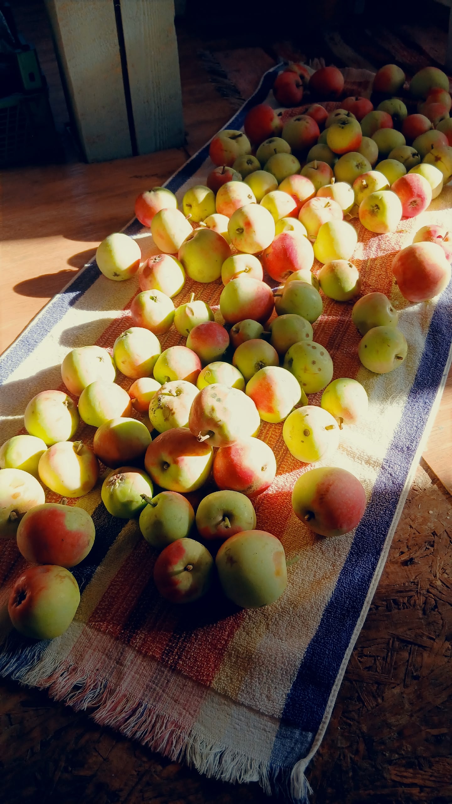 Осень пока в отпуске, но южный ветер занесет дождь на север Карелии 14 сентября