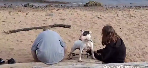 Собака бойцовской породы чуть не загрызла таксу на берегу Онежского озера