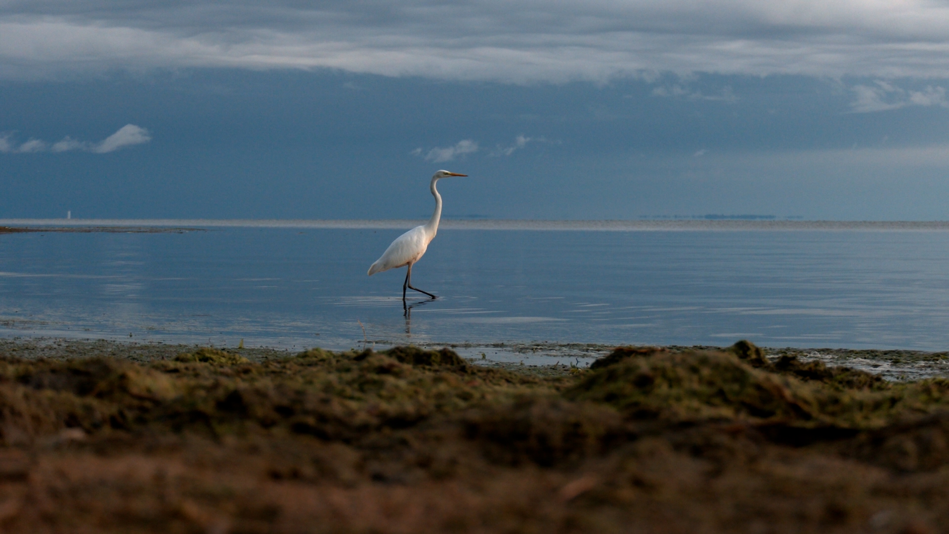 Белые цапли добрались до Петербурга благодаря потеплению климата