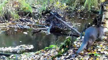 Активные будни выдры попали в объектив лесной камеры в лесу