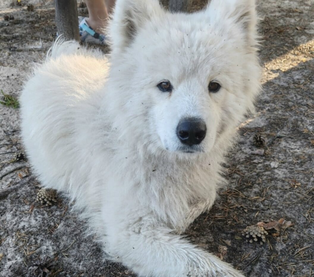 Хозяева нашли свою собаку с ранеными задними лапами у жителя Рабочеостровска