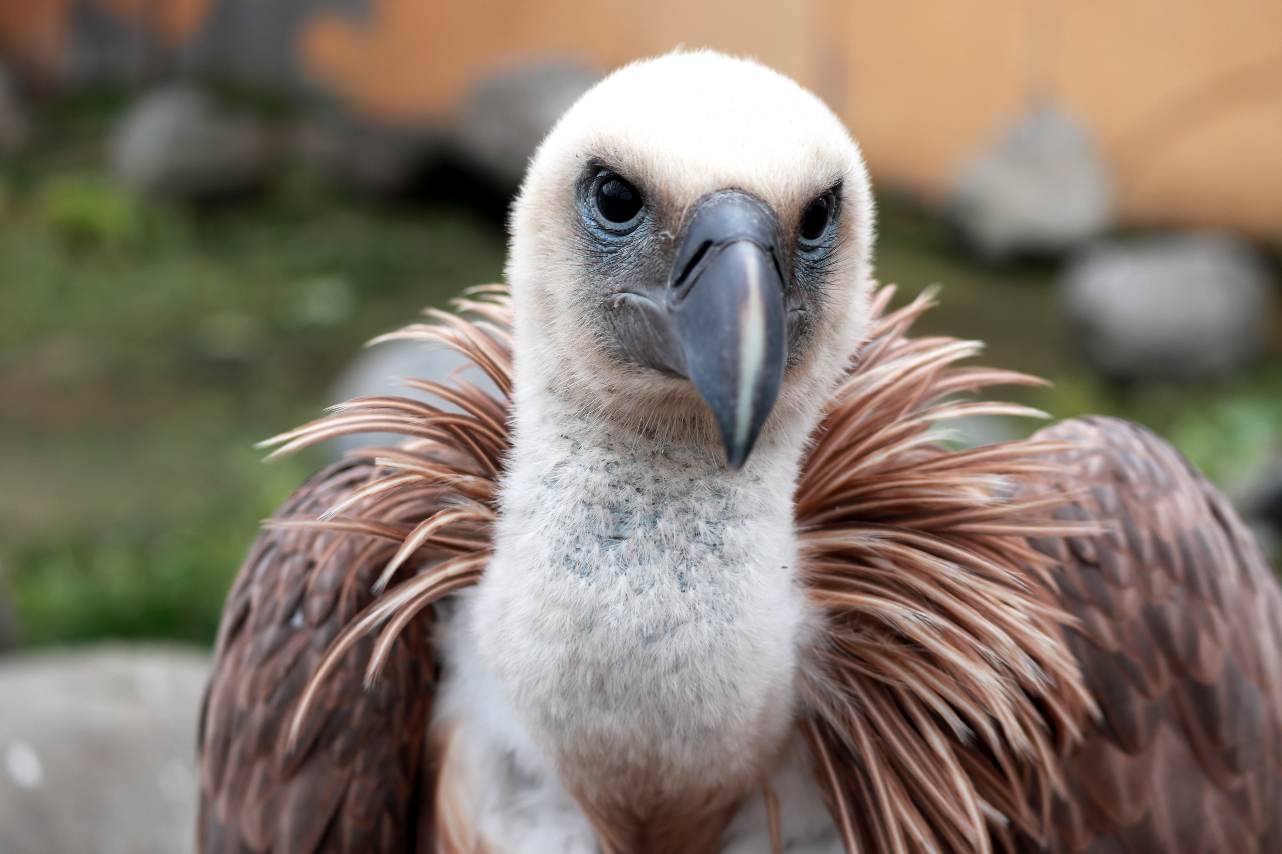 Карельский зоопарк познакомил посетителей с редкой птицей