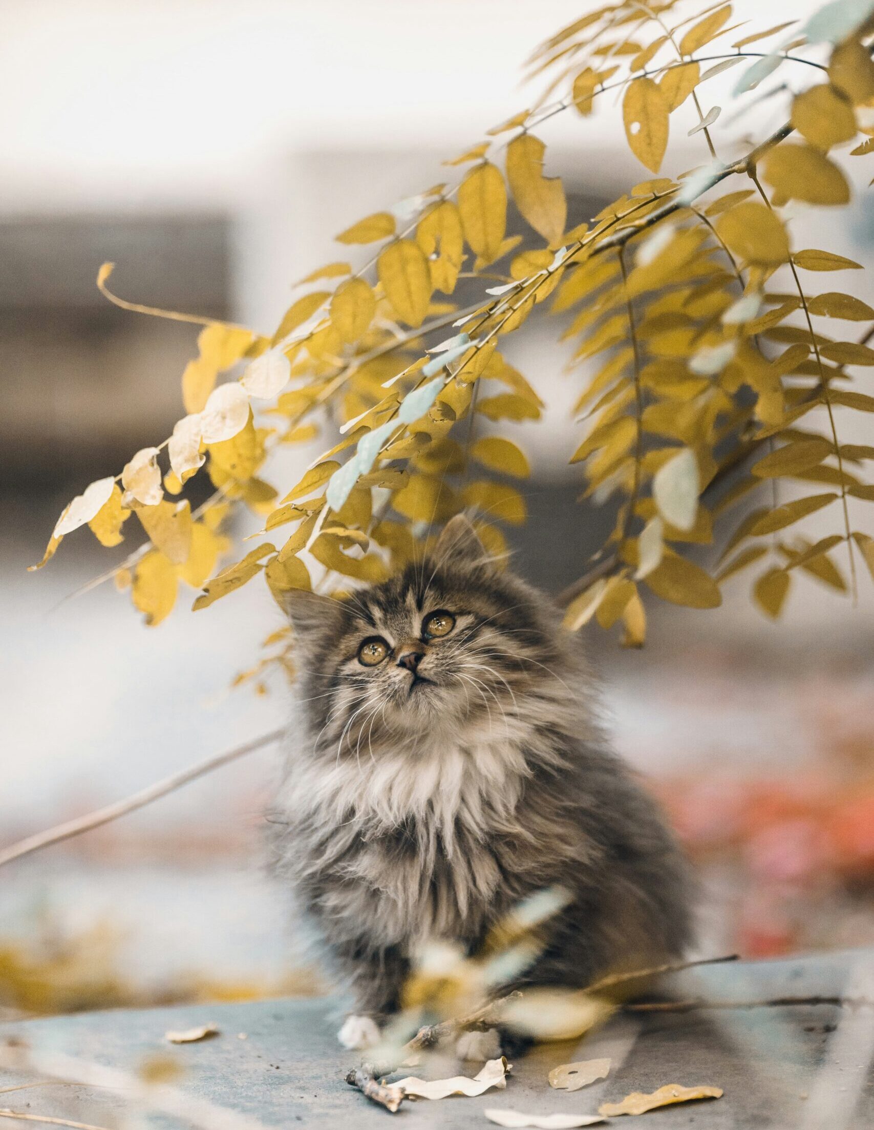 Дождь с мокрым снегом: синоптики Карелии рассказали о погоде на вторник